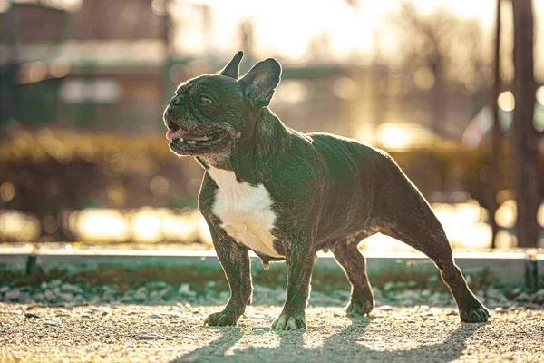 12 YAŞINDA KARŞIK FRANSIZ BULDOĞU