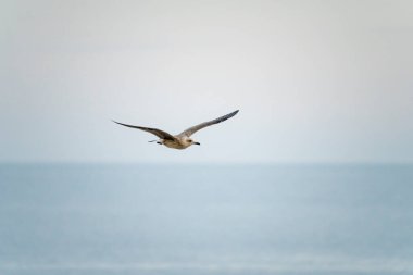 Güneşli bir yaz gününde İspanya 'nın Malaga limanında uçan martılar.