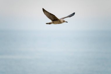 Güneşli bir yaz gününde İspanya 'nın Malaga limanında uçan martılar.