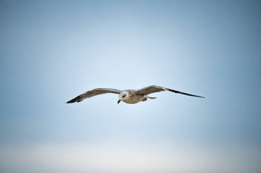Güneşli bir yaz gününde İspanya 'nın Malaga limanında uçan martılar.