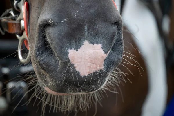 Bir yaz günü gün batımında Malaga 'nın merkezindeki atların detaylı fotoğrafı