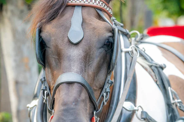 Bir yaz günü gün batımında Malaga 'nın merkezindeki atların detaylı fotoğrafı