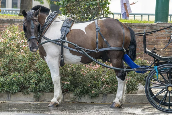 Bir yaz günü gün batımında Malaga 'nın merkezindeki atların detaylı fotoğrafı