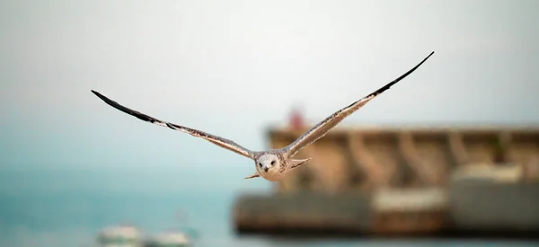 Güneşli bir yaz gününde İspanya 'nın Malaga limanında uçan martılar.