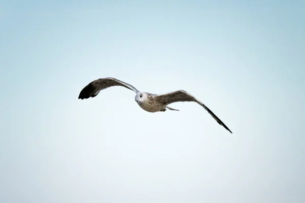 Gaviotas Sobrevolando Puerto Málaga España Durante Verano Día Soleado —  Fotos de Stock