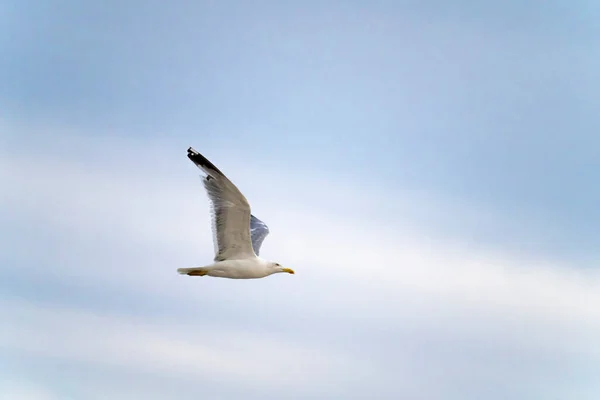 Gaviotas Sobrevolando Puerto Málaga España Durante Verano Día Soleado —  Fotos de Stock