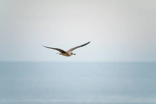 Gaviotas Sobrevolando Puerto Málaga España Durante Verano Día Soleado —  Fotos de Stock