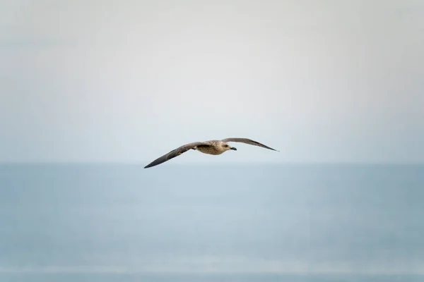 Gaviotas Sobrevolando Puerto Málaga España Durante Verano Día Soleado —  Fotos de Stock