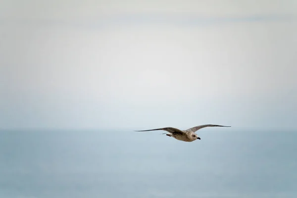 Gaviotas Sobrevolando Puerto Málaga España Durante Verano Día Soleado —  Fotos de Stock