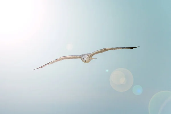 Seagulls Flying Port Malaga Spain Summer Sunny Day — Stock Photo, Image