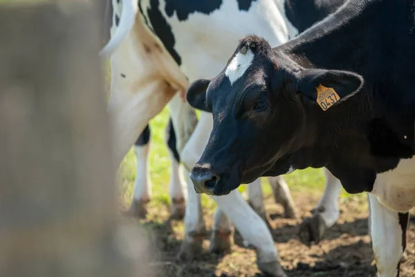 Vacas Pastando Nos Prados Verdes Província Santander Durante Dia Ensolarado — Fotografia de Stock