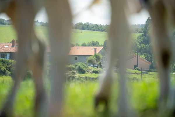 Güneşli bir yaz gününde yeşil tarlada bir ineğin bacakları