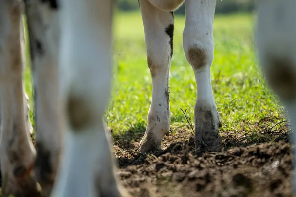 Pernas Uma Vaca Campo Verde Durante Dia Ensolarado Verão — Fotografia de Stock