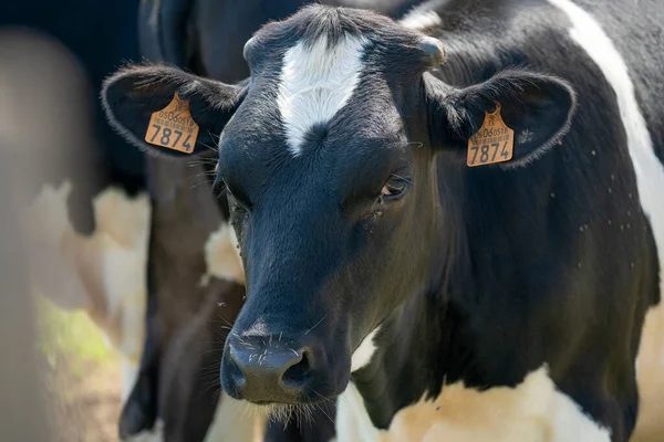 Vacas Pastando Nos Prados Verdes Província Santander Durante Dia Ensolarado — Fotografia de Stock