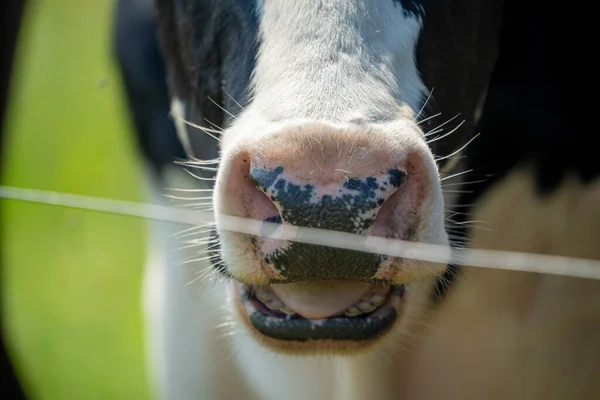 Focinho Uma Vaca Cor Preta Branca Durante Dia Ensolarado Enquanto — Fotografia de Stock