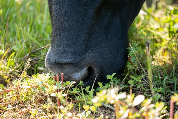 Focinho Uma Vaca Cor Preta Branca Durante Dia Ensolarado Enquanto — Fotografia de Stock