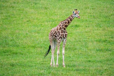 Yeşil arka planı olan doğal ortamında yetişkin zürafa.