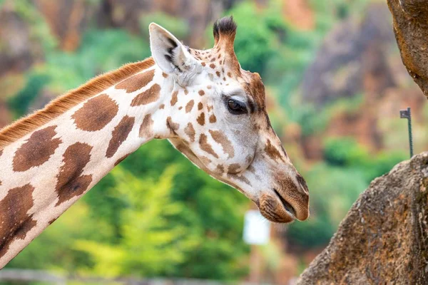 Yeşil Arka Planı Olan Doğal Ortamında Yetişkin Zürafa — Stok fotoğraf