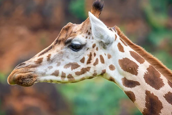 Adult Giraffe Its Natural Environment Green Background — Stock Photo, Image