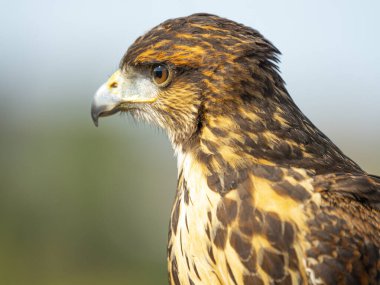 Harris 'in Şahini veya Harris' in Şahini, Parabuteo unicinctus, benekli tarçın renkli, şahin, kartal