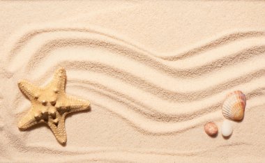 Deniz yıldızı, deniz kıyısı ve plaj kum üzerinde iki taşı tarak