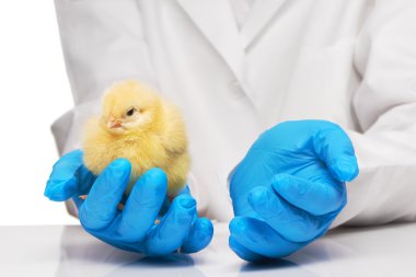 Veterinerler mavi eldiven küçük sarı tavuk tutan eller 