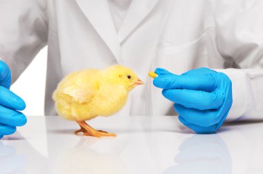 Hap veterinerler elinden almak küçük sarı tavuk 