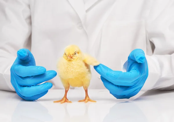 Veterinarian doctor checking up yellow chickens wing
