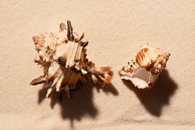 Kum üzerinde iki deniz kabukları. Yaz plaj arka plan