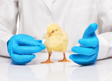 Hap veterinerler elinden almak küçük sarı tavuk 