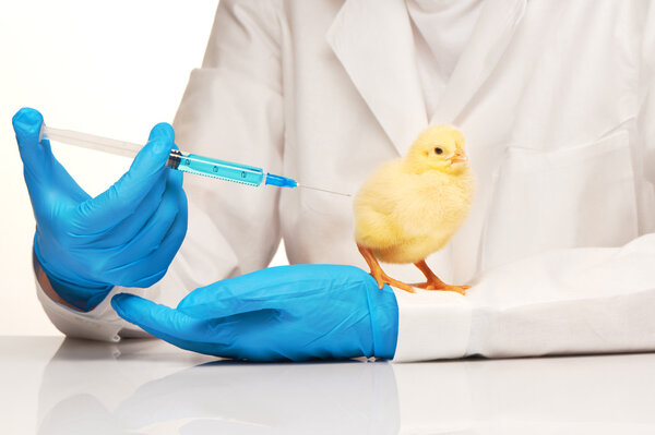Veterinarian makes injection to yellow chicken with syringe 