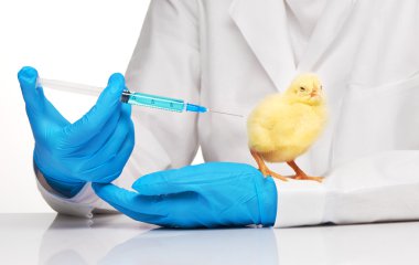 Veteriner enjeksiyon için sarı tavuk şırınga ile yapar