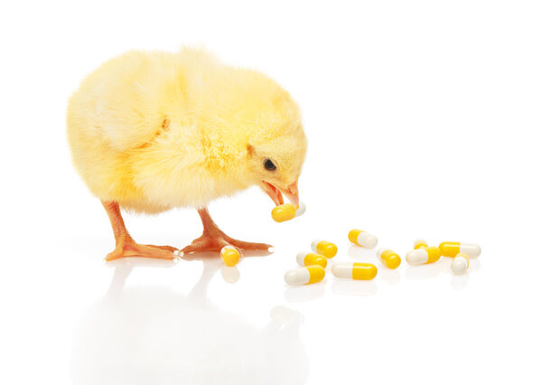 Small yellow chicken takes pill on white background