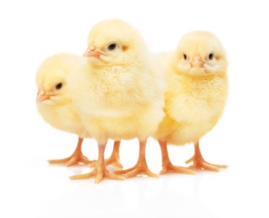 Üç küçük sarı tavuk beyaz arka plan üzerinde izole