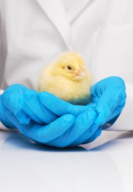Veterinerler mavi eldiven küçük sarı tavuk tutan eller