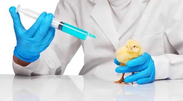 Veterinarian make injection to small yellow chicken with syringe — Stock Photo, Image