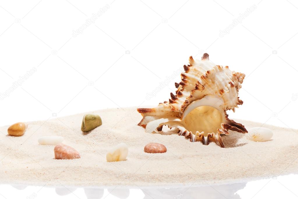 Seashell and sea stones on pile of beach sand