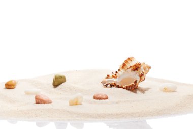 Deniz kabuğu ve deniz taşları plaj kum yığını üzerine