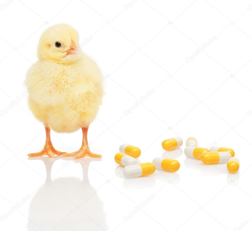 Small yellow chicken near pile of yellow and white capsules