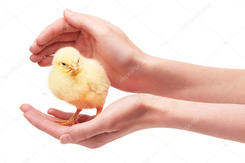 Close up of female hands holding small yellow chicken 