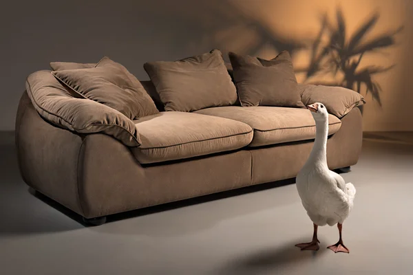 Brown sofa with a white goose standing in front — Stock Photo, Image