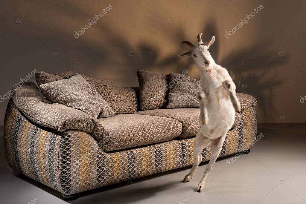 Sofa with a white goat jumping in front of it Stock Photo by ©IntelWond