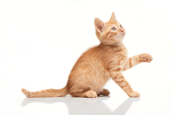 Gatito rojo juguetón mirando hacia arriba, tratando de coger algo —  Fotos de Stock