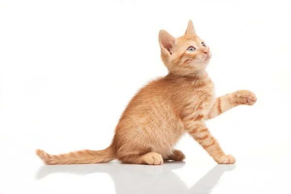 Ararken, bir şey yakalamaya çalışıyor oynak kırmızı kedi yavrusu