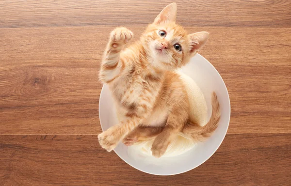 Vista dall'alto del giocoso gattino rosso seduto in un secchio trasparente — Foto Stock