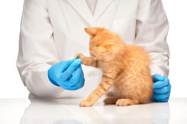Hap veterinerler el ile oynarken küçük zencefil yavru kedi