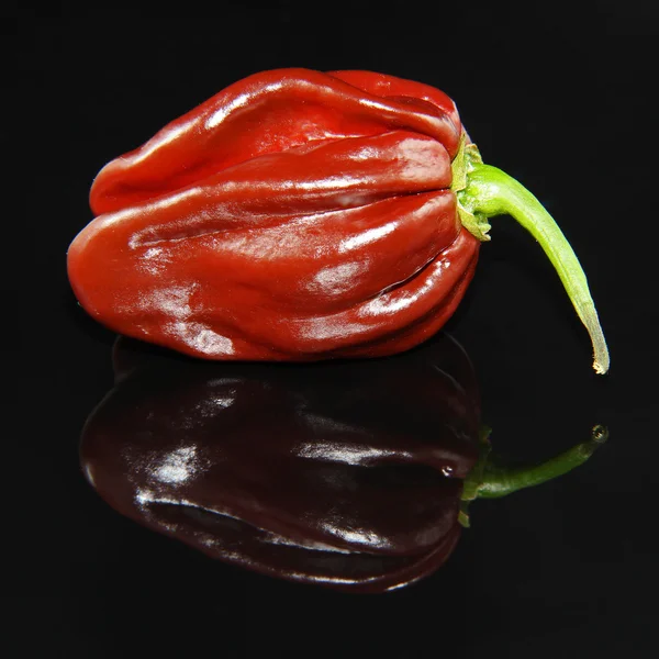 Chocolade habanero — Stockfoto