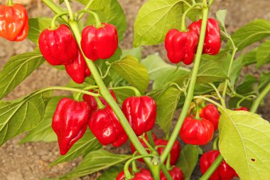 Kırmızı habanero