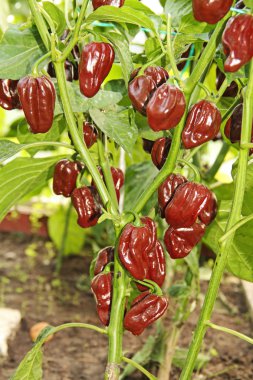Çikolata habanero