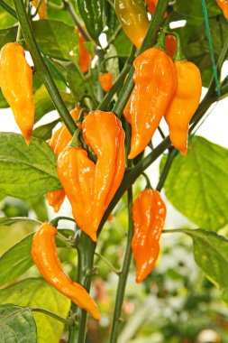Fatalii sarı
